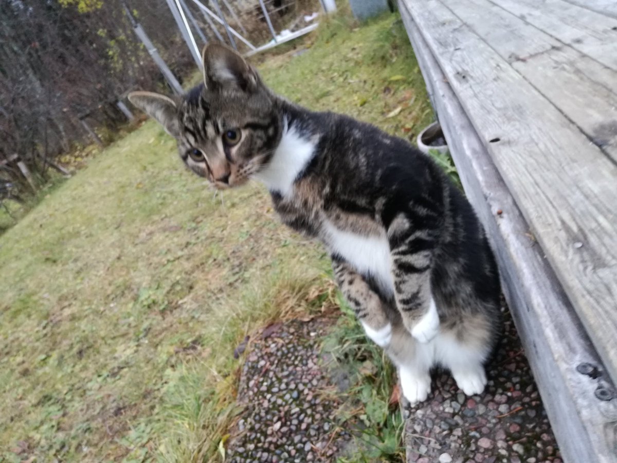 im_Rojo's tweet photo. 🐈🐱☺😍❤
#KurdistanBlockade #Sweden #Jämtland #Östersund #Brunflo https://t.co/d79TpvcZYD
