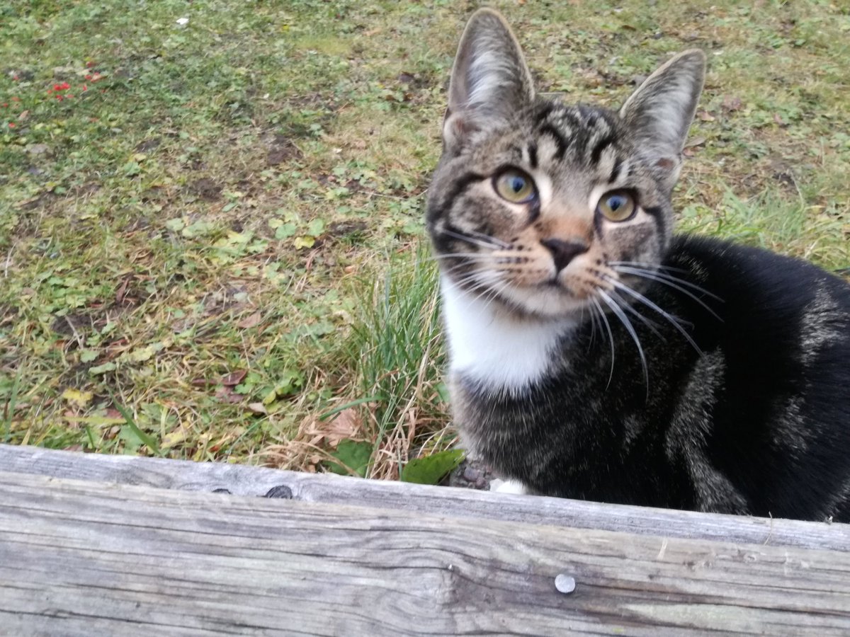 im_Rojo's tweet photo. 🐈🐱☺😍❤
#KurdistanBlockade #Sweden #Jämtland #Östersund #Brunflo https://t.co/d79TpvcZYD