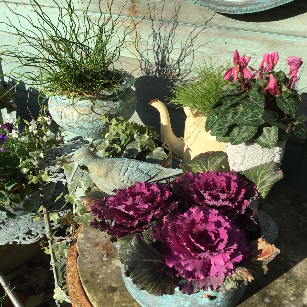 GardenBrocante's tweet photo. Some colour on a cold bright day. 😎 https://t.co/dW7gsWL50u