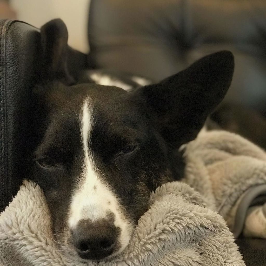 corgipuppie's tweet photo. https://t.co/MU5PViY9MX https://t.co/PUKtvy6mqt
