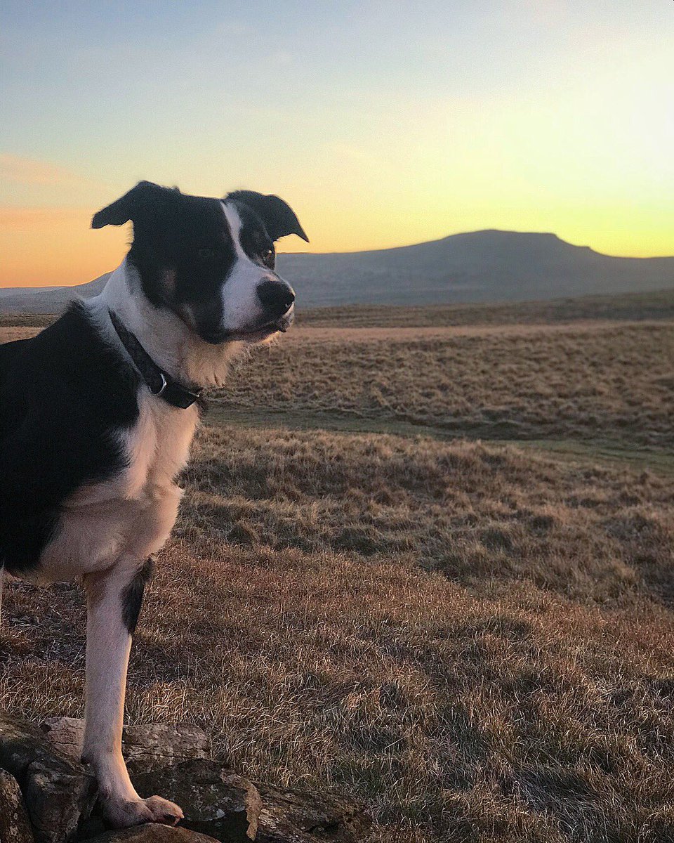waynedunn91's tweet photo. A morning full of colours on the doorstep ... #traildog #running #fells #yorkshire #salomon #slab #timetoplay #madefortheadventure https://t.co/TREGIPb9aw