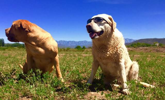 The_Meerkat_Man's tweet photo. Amara Wiggles and Kia-Wig after a delicious swim in the reserve river...erm Wigs, may I borrow my shades again please... #shadydaaawg! π
#dog #dogs #doghotel #ilovemydog #happydog #happydogs #reservedog #reservedogs #cooldog #cooldogs #funnydog #funnydogs https://t.co/2v0doAGOiw