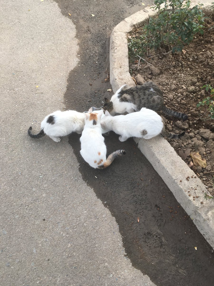 واسه گربه های پارک شیر گذاشتم بخورن! بچه اومده با لگد گربه ها رو فراری داد و ظرف شیرم خالی کرد روی زمین باباش هم بهش افتخار میکرد! تربیت اسلامی ایرانی همین میشه تهش دیگه