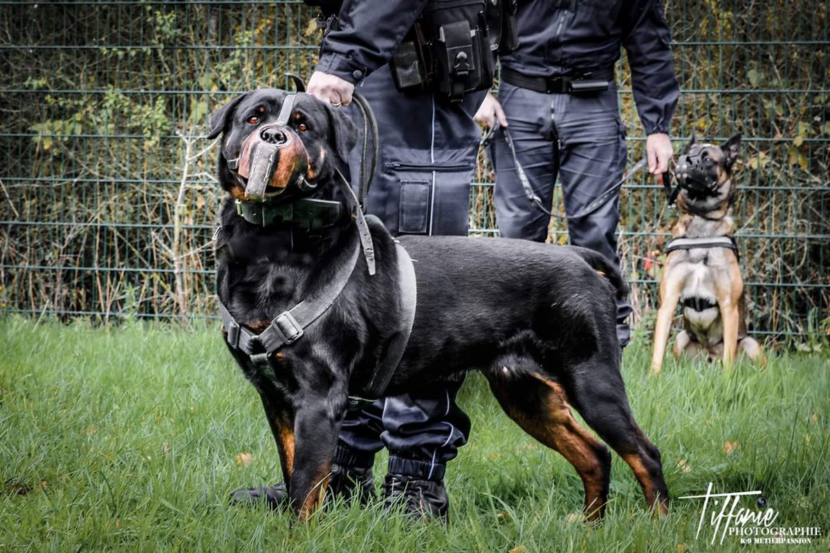 K9MetierPassion's tweet photo. Journée entraînement Association cynophile de police municipale & #K9MP
#maitredechien #policemunicipale #cyno https://t.co/f8lkj6d6WY
