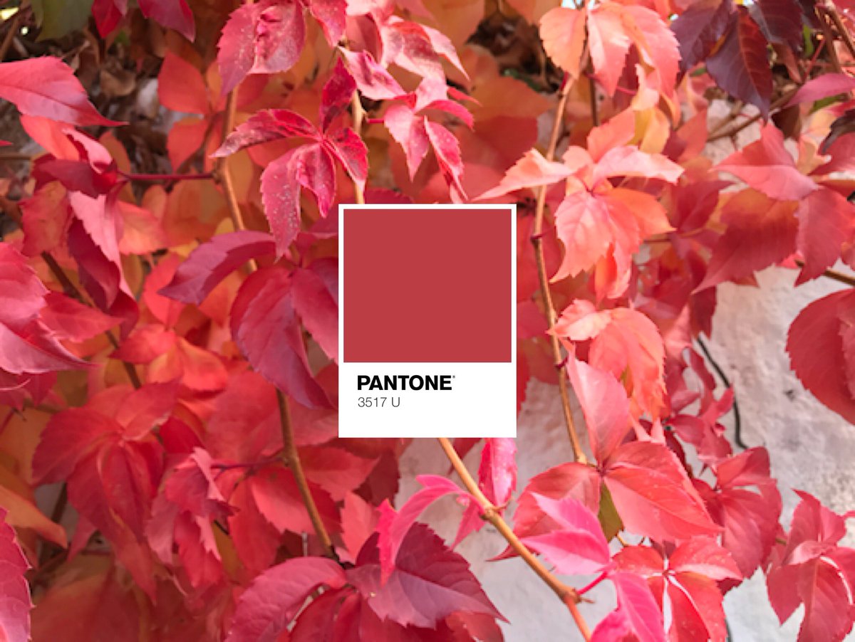 fffantone's tweet photo. @pantone of the day: https://t.co/neUar5tGIJ