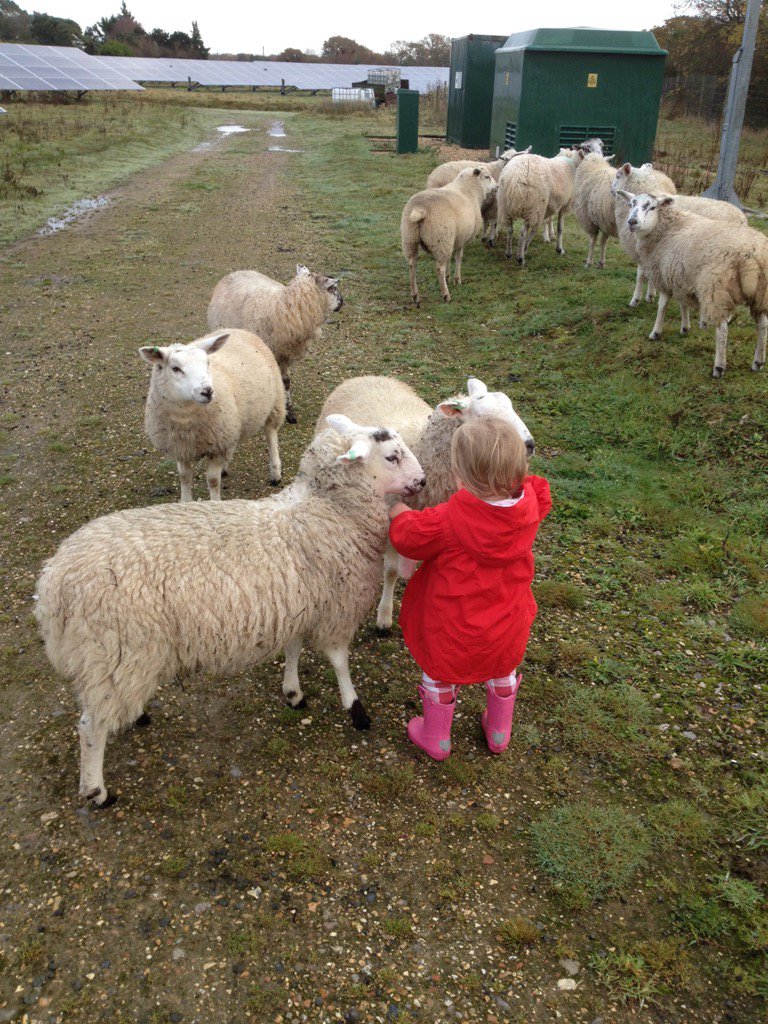 Checking the sheep at the solar farm this morning #sheep #farmersdaughter <a href="/WestSolentSolar/">West Solent Solar</a>