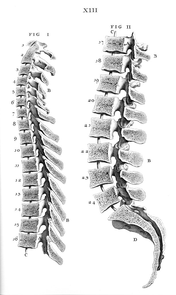 ウイリアム・チェセルデン『オステオグラフィア』(1733)の第13図。複製版、筆者蔵。 #解剖図 