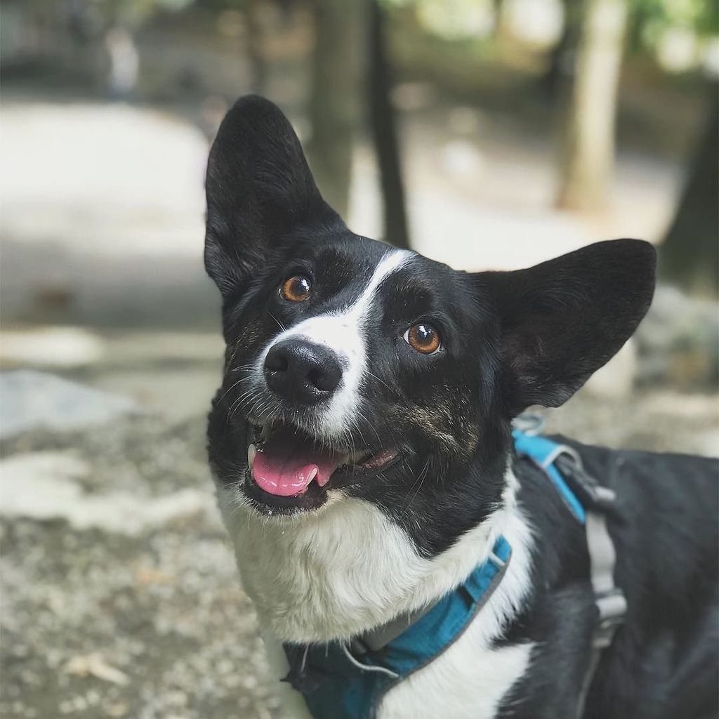 corgipuppie's tweet photo. https://t.co/qFwwnvUUzD https://t.co/ieNinJWbKS