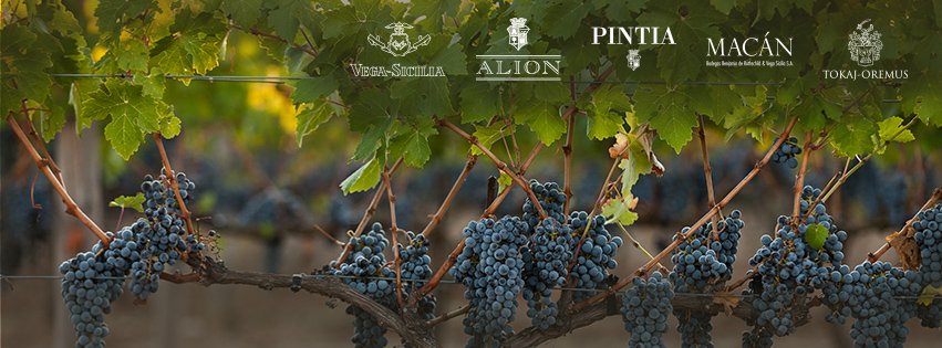 TVegaSicilia's tweet photo. ¡Nuestra cuenta oficial!

Agrupa a nuestras bodegas de Ribera del Duero, Toro, Hungría y Rioja: @vegasicilia @alion @Pintia2001 @TokajOremus y #Macán 

#TEMPOSVegaSicilia https://t.co/IcMQMI8i2k