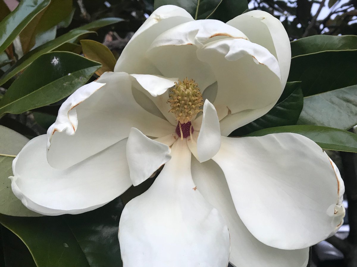 TexanInOz's tweet image. All depends on the season but for me sitting on a porch at my parents in the South with a glass of sweet tea its gotta be Magnolia grandiflora 
That lemony scent is unforgettable