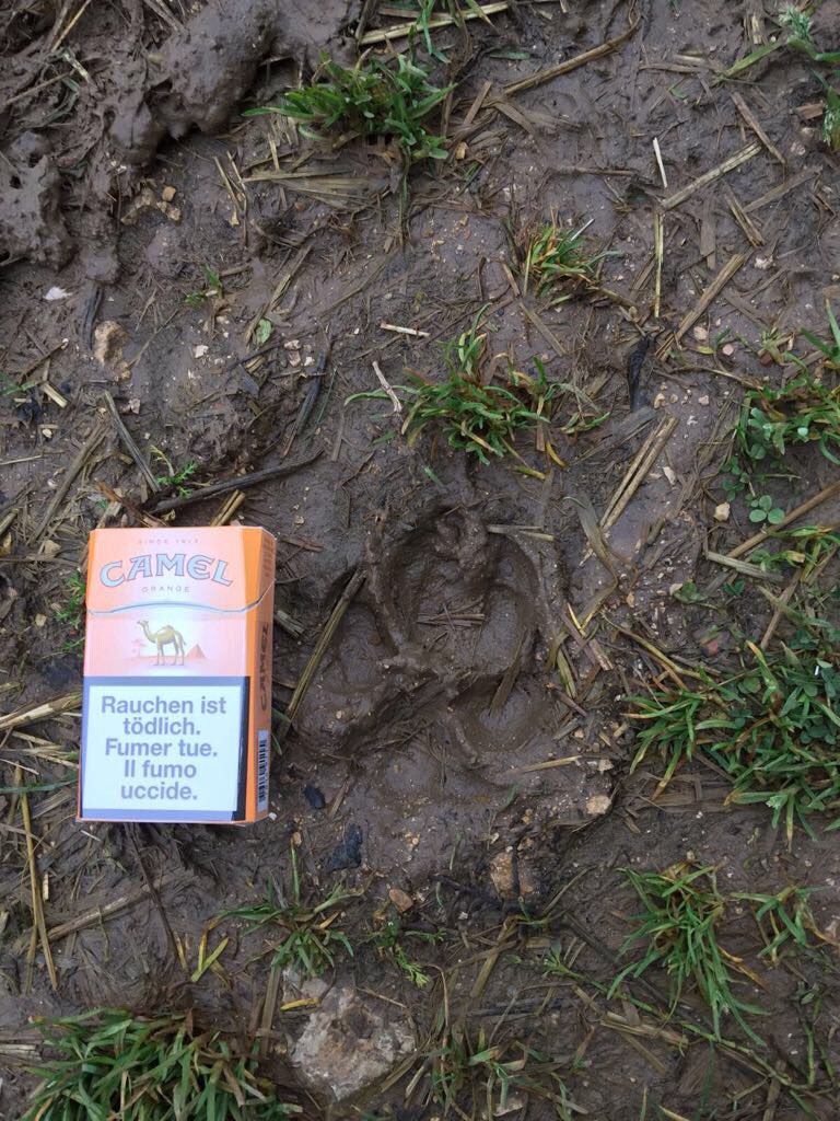 MoniqueFriedli's tweet photo. Qui peut me dire si c est une empreinte de loup ou de lynxe https://t.co/Ck96jUFMH6