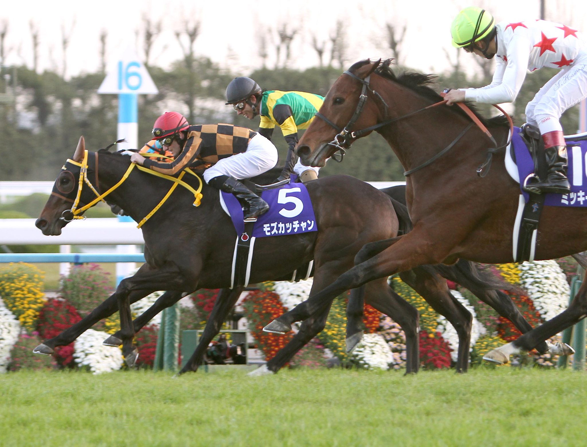 日刊ゲンダイ 競馬 V Twitter 今年の エリザベス女王杯 は3歳 モズカッチャン がv 凱旋門賞 で3歳牝馬馬が制した年は 08年 ザルカヴァ リトルアマポーラ 11年デインドリーム 着アヴェンチュラ 13年トレヴ メイショウマンボ 今年のイネーブル 日刊ゲンダイ 競馬 V Twitter 今年の エリザベス女王杯 は3歳 モズカッチャン がv 凱旋門賞 で3歳牝馬馬が制した年は 08年 ザルカヴァ リトルアマポーラ 11年デインドリーム 着アヴェンチュラ 13年トレヴ メイショウマンボ 今年のイネーブル