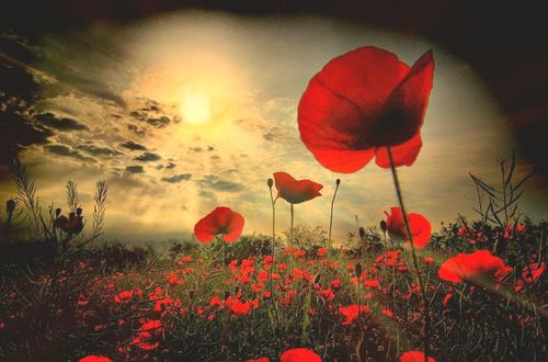 Rememberance Sunday.  For all those heroes that gave their lives to protect our country.