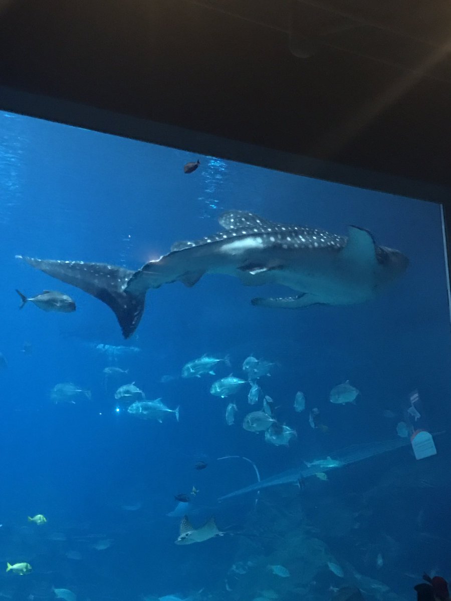 MsSingleton2018's tweet photo. I've been exploring Atlanta and participating in the #NCHC these last four days! So many educational opportunities for the classroom. https://t.co/GSzQw1Wnwf