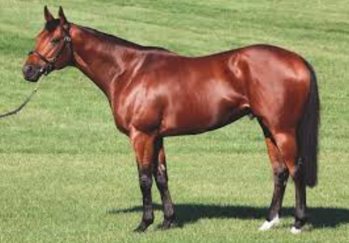 EquianoClub's tweet photo. #EQUIANO sires a great double at Benalla Vic with #MIRIMBAH &amp; #SMASHTHEGONG both producing strong wins for Gerald Ryan Racing &amp; Barry Goodwin Racing @newsellspark https://t.co/PfFVQlYUKH