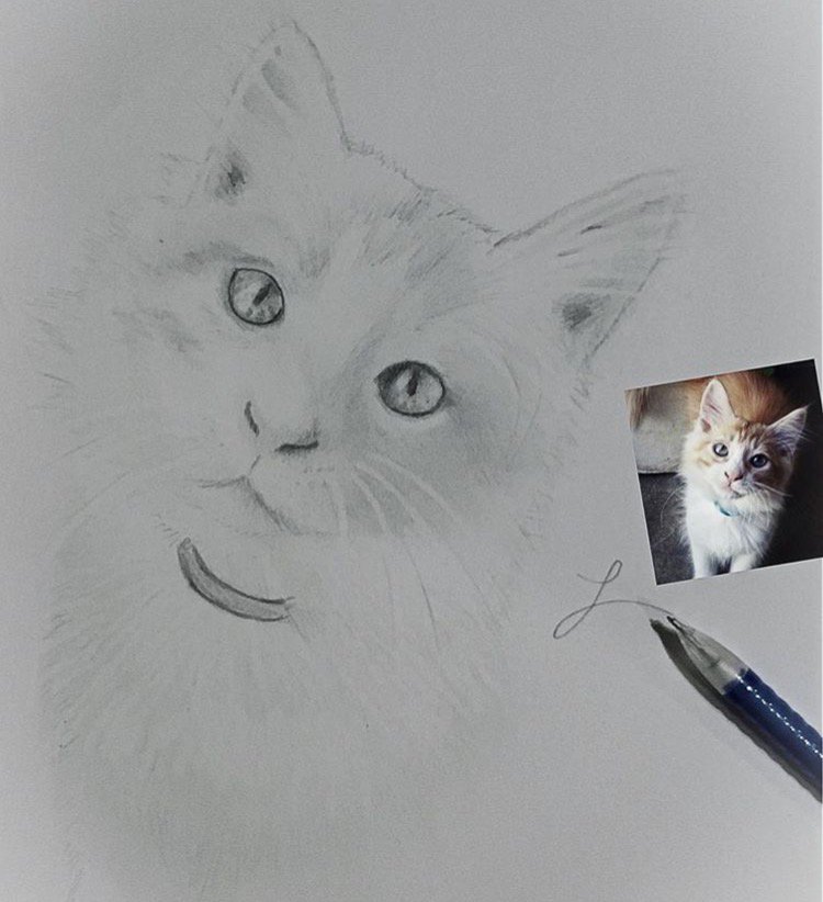 LizbethSplvda's tweet image. Bilbo 🐱✏️
#cat 
#Pencildrawing
