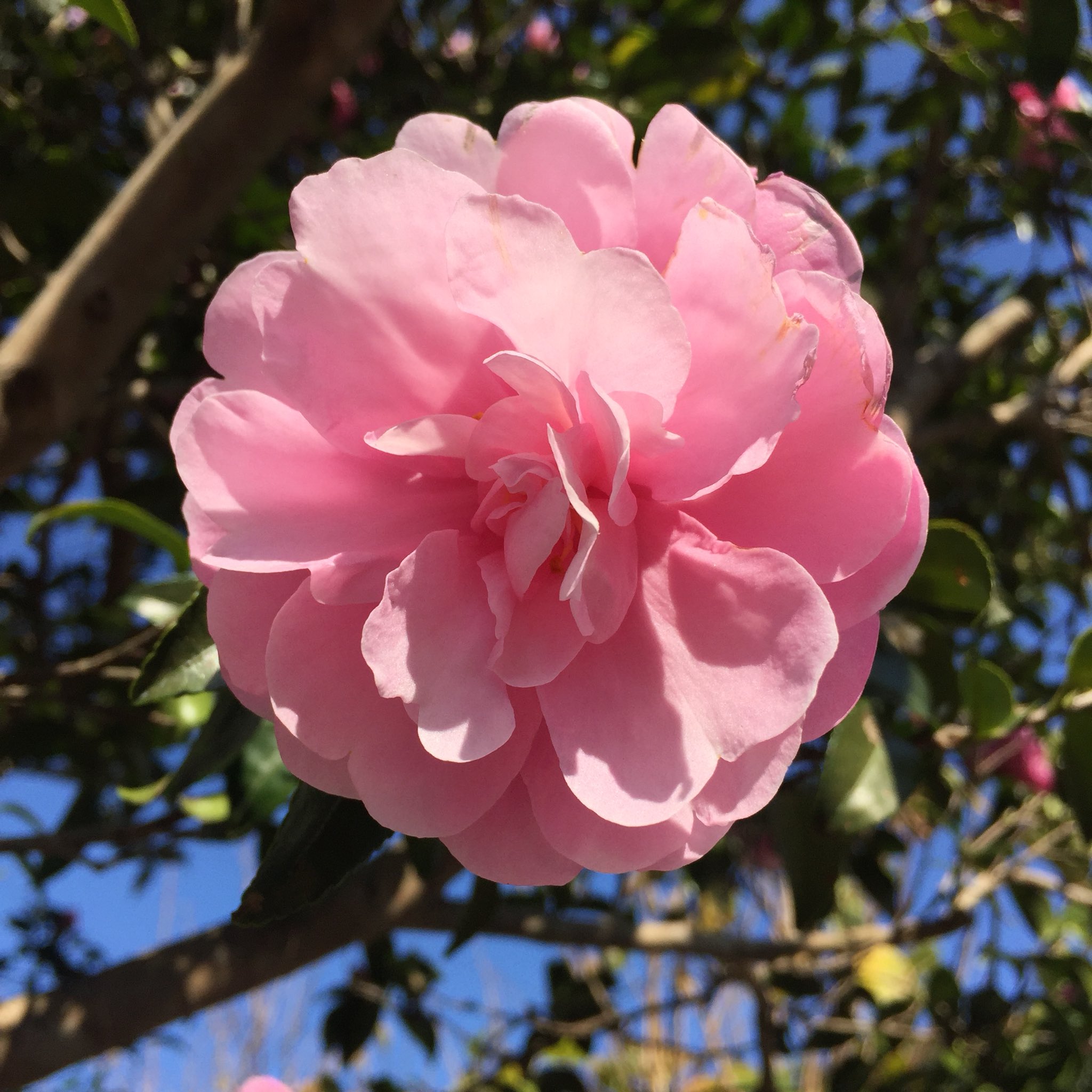 Masashi A Pink Sasanqua Camellia Sasanqua ピンク色のサザンカ 山茶花 サザンカ 山茶花 花 ピンク色の花 秋の花 秋 Flower Blume Sasanqua Camellia Pinkflower Fall Autumn Herbst November 11月 晩秋 Sunny Sonnig 晴れ