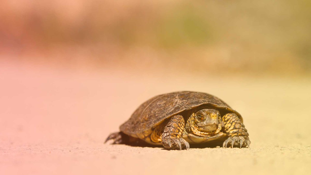 sebbourguignon's tweet photo. [#Startup] Le « slow » serait-il une meilleure approche de développement ? via @1001_startups https://t.co/RcV3oHrLoJ https://t.co/U442J4Ccxa