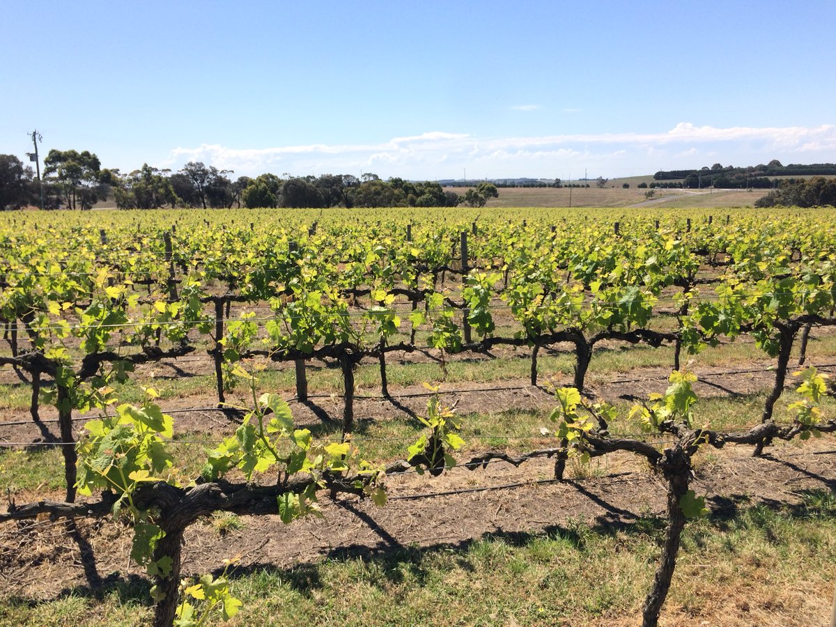 KatherineBH's tweet photo. It was a beautiful weekend to be out Geelong way. #wandervictoria https://t.co/7Nl2zZiy78