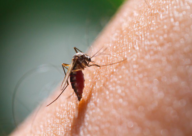 orsini70's tweet photo. #Zanzare #modificate come #vettori contro la #malaria
Leggi l'articolo: https://t.co/VAu9TQm5IB https://t.co/rxuau7sLYX
