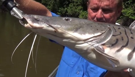WFAFishing's tweet image. Steve townson catches a beautiful shoved nosed Surubim catfish in Guyana - VIDEO (Facebook)
facebook.com/steve.townson.…