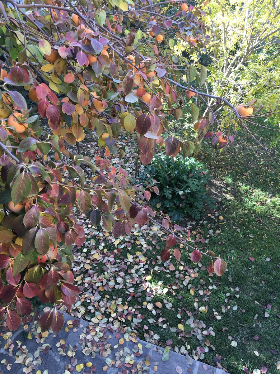 irrobe's tweet image. Autunno nell’orto