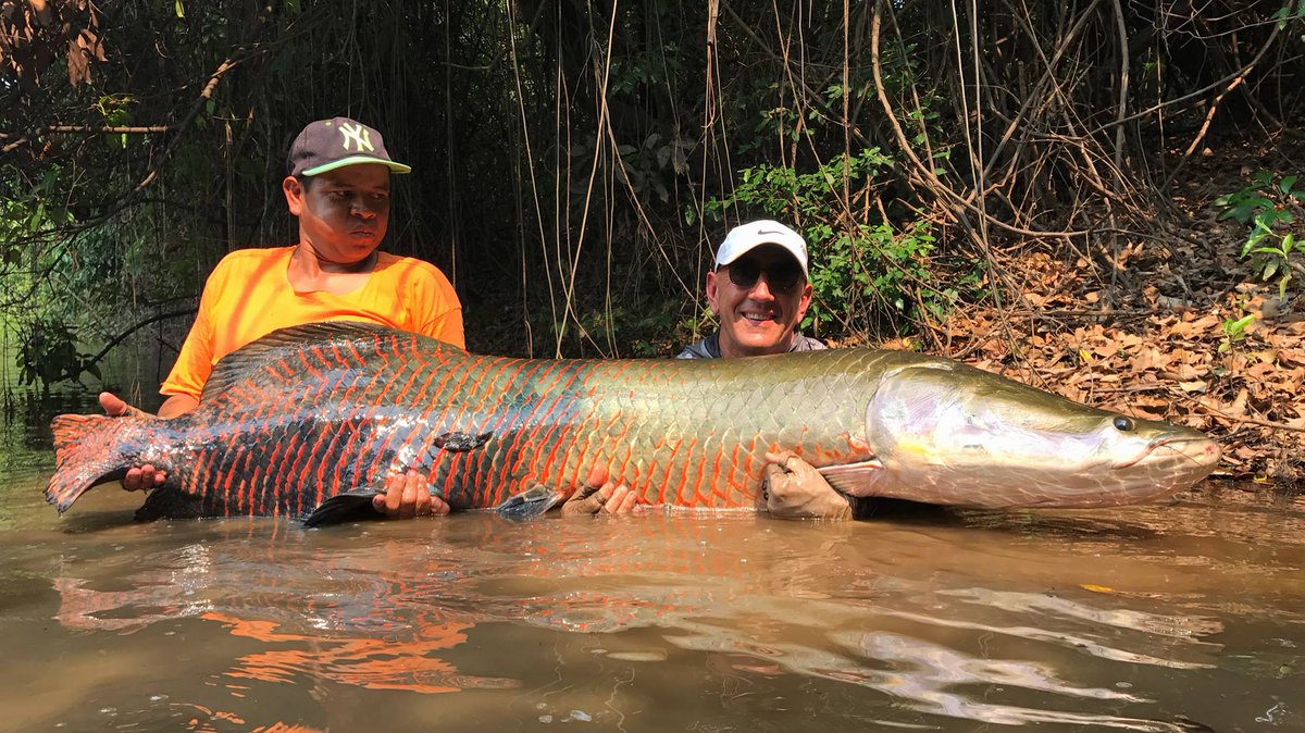AmazonAngler's tweet image. The best arapaima fishing on the planet: Welcome to #Bolivia #fishing
total-fishing.com/the-best-arapa…