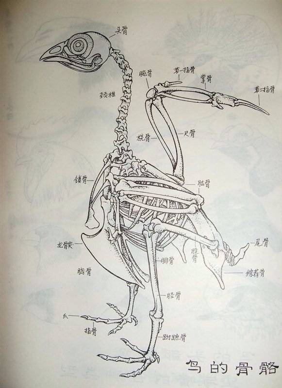Bird information 