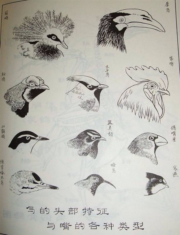 Bird information 