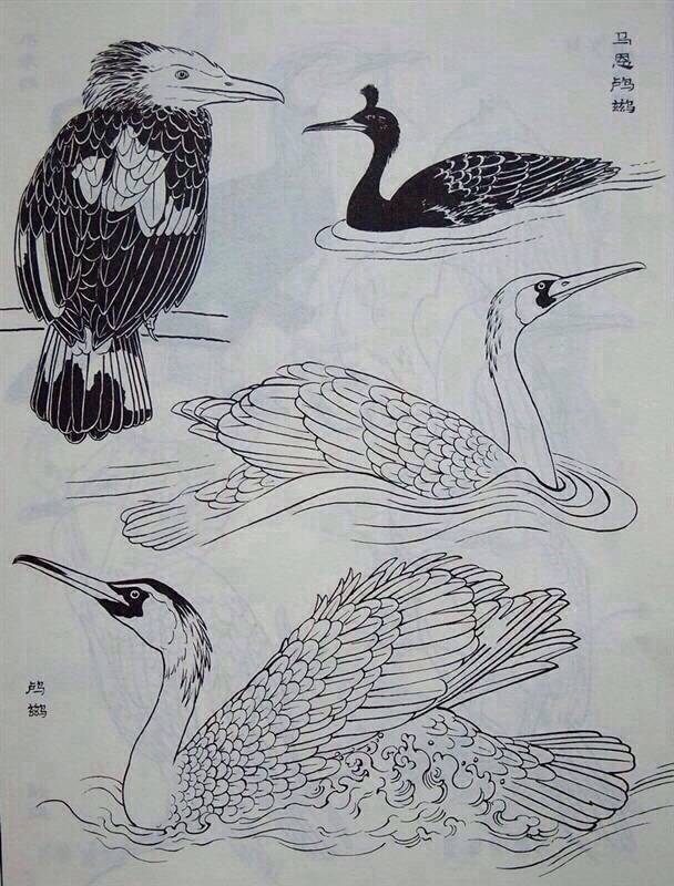 Bird information 