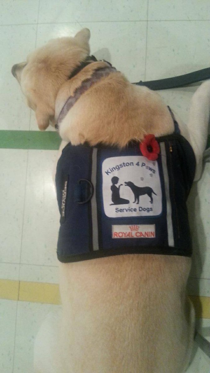 Paws4Ethan's tweet photo. Remembrance Day Assembly at Ethan's school on Friday. #autism #servicedog #k4paws https://t.co/emuf4THvOF