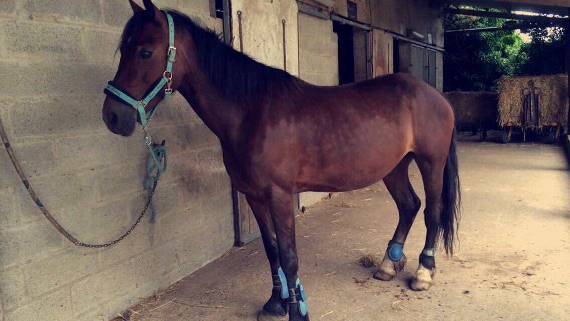 albrtze's tweet photo. jsuis tlmt fier de ma ponette❤️ #juin2016 https://t.co/boZFAjZSJE