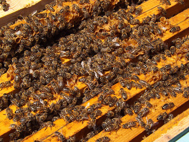 thebeekeeperman's tweet photo. I just adore keeping honey bees and really appreciate awesome work, work, work all day do for us... #howtostarta... https://t.co/1K0FDMwCdH