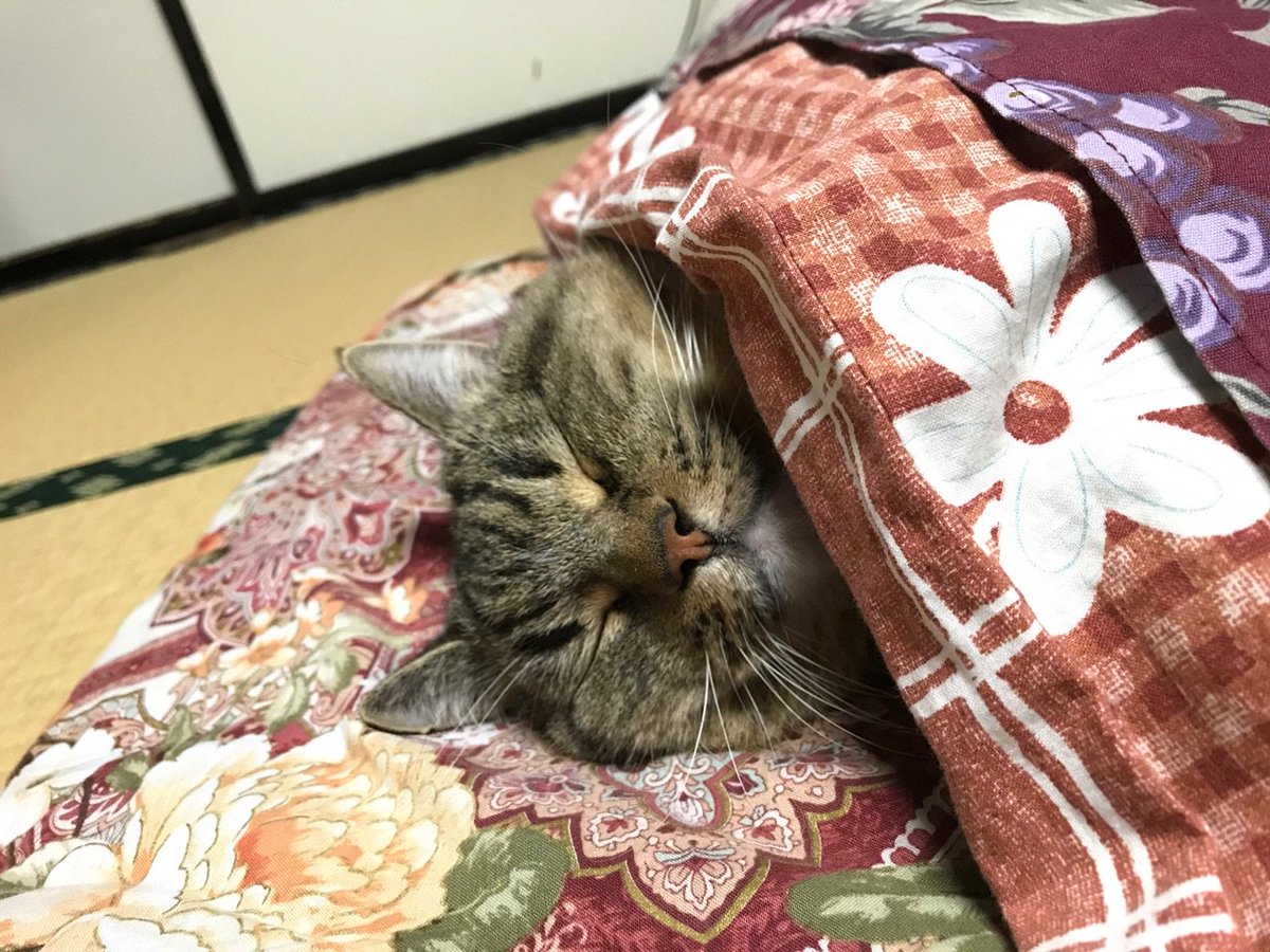 シン ゴジラ放送中の猫さまたちの反応 Togetter シン ゴジラ放送中の猫さまたちの反応 Togetter