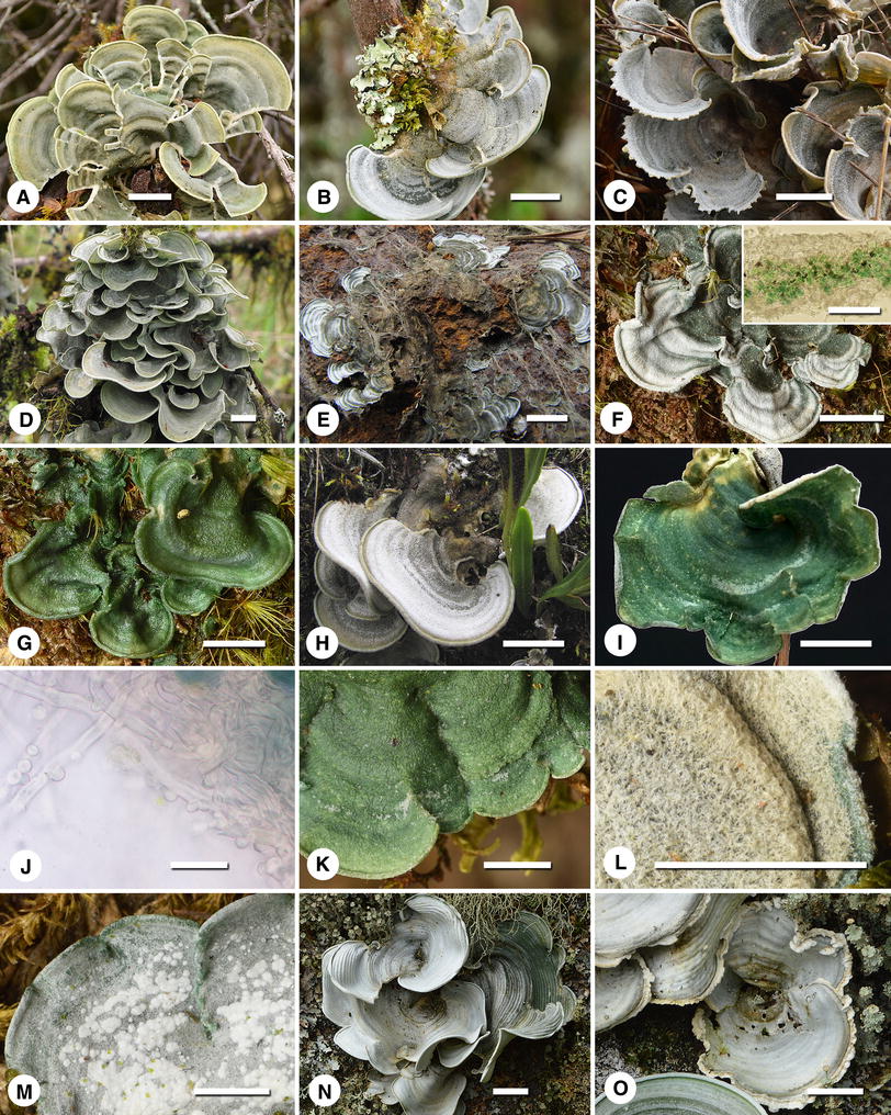 textgruen's tweet photo. Ich bin entzückt von offen zugänglicher Wissenschaftspublikation, heute bei @springeropen. 
Eben entdeckt: 70 neue Flechtenarten der Gattung Cora. Pilze in Symbiose mit Blaualgen. Dank internationaler Kooperation beschrieben im Journal "Fungal Diversity": https://t.co/49oezgL9F3 https://t.co/nLjFpqoTyM