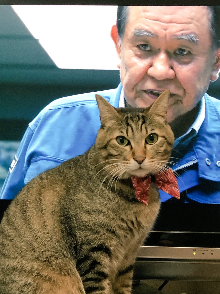 シン ゴジラ放送中の猫さまたちの反応 Togetter シン ゴジラ放送中の猫さまたちの反応 Togetter