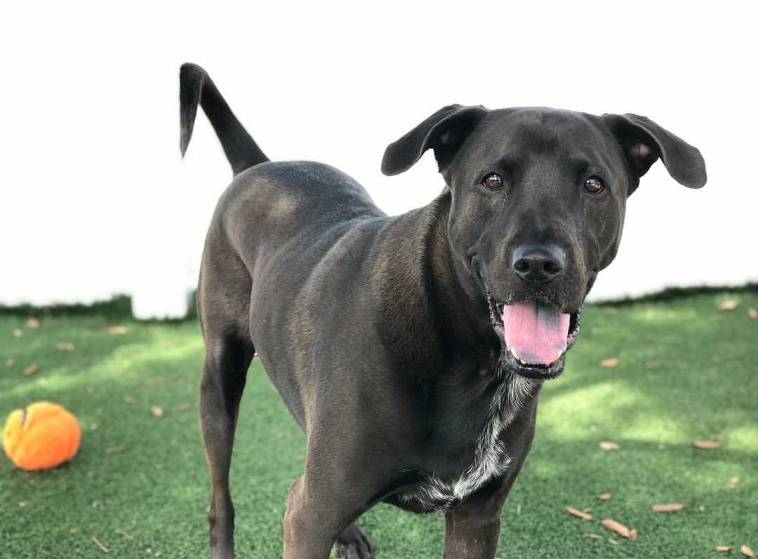 In 2013, Maximus was flown into our no-kill shelter via <a href="/PilotsNPaws/">Pilots N Paws</a>. He has been adopted out a couple times since, but those homes just didn't stick. Be his furever. #AdoptMAXIMUS #HumaneSocietyNaples #AdoptDontShop #SWFL