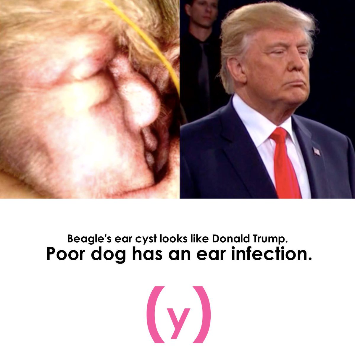 thesyndromemag's tweet photo. #TheSyndromeMag #Syndromena #SatireforWomen 
@DogsButAlsoDogs https://t.co/mUYk5ls7dO