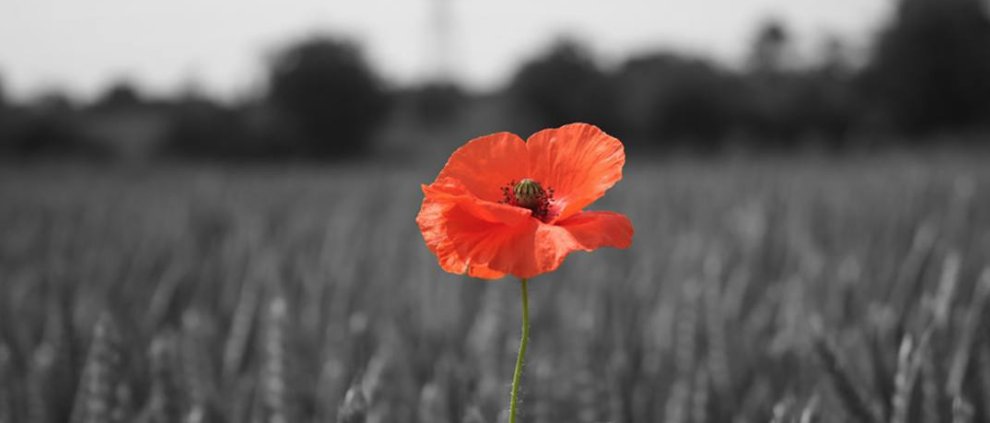 GreatJohnStreet's tweet photo. #LestWeForget #RemembranceSunday2017 https://t.co/yQG8KK9jPY