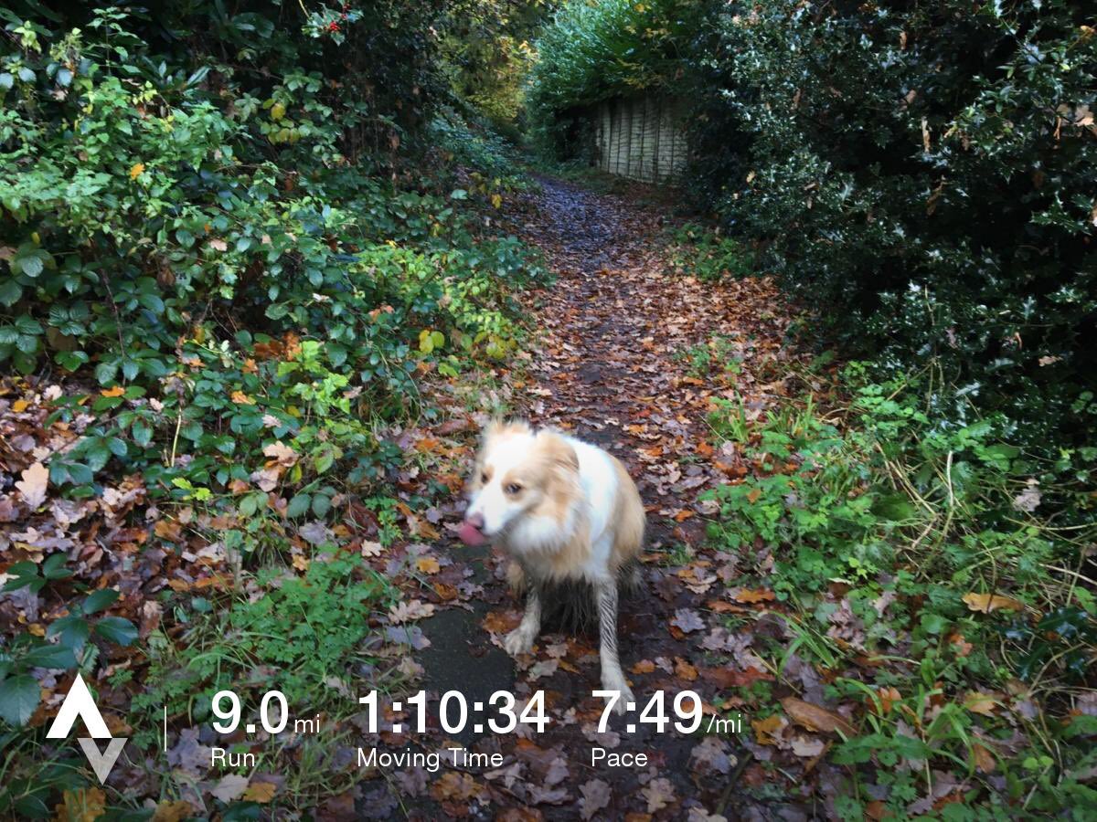 julianw1978's tweet photo. #Strava #finchampstead #imoveme #runhappy #beatyesterday #asics #muddy #eered #collie
https://t.co/mQRMGR6vPg https://t.co/1G0QlNfAD8