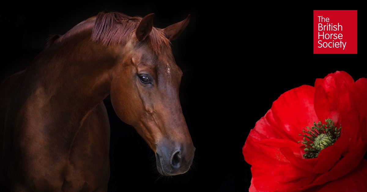 #RemembranceSunday honours those who died in the line of duty. We’d also like to remember the 8 million horses that lost their lives in WW1