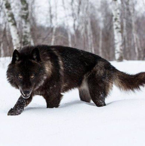 คนรักหมามีกรี๊ด “Wolfdog” สุนัขสายพันธุ์หมาป่า ที่สามารถเลี้ยงได้จริง หลายรัฐในอเมริกาเหนือนิยมเลี้ยงกัน Wolfdog เป็นสายพันธุ์ที่ผสมระหว่างเยอรมันเชพเพิร์ดกับหมาป่าแท้ๆเข้าด้วยกัน น่าเลี้ยงมาก.