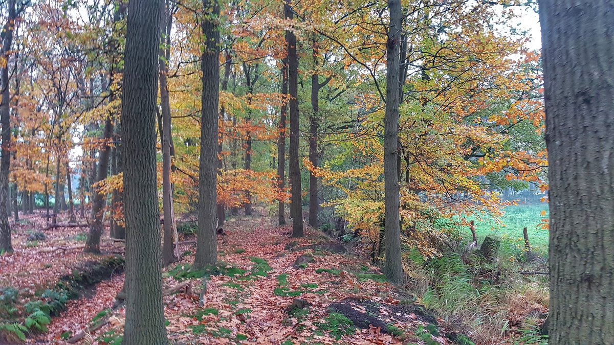 vangestelmark's tweet photo. Still not 100% but getting there #trailrunning #trainrunachieve #roadtoeiger2018 #haanwijk #dommel #esschestroom #venrode https://t.co/qNVIVOqmhh