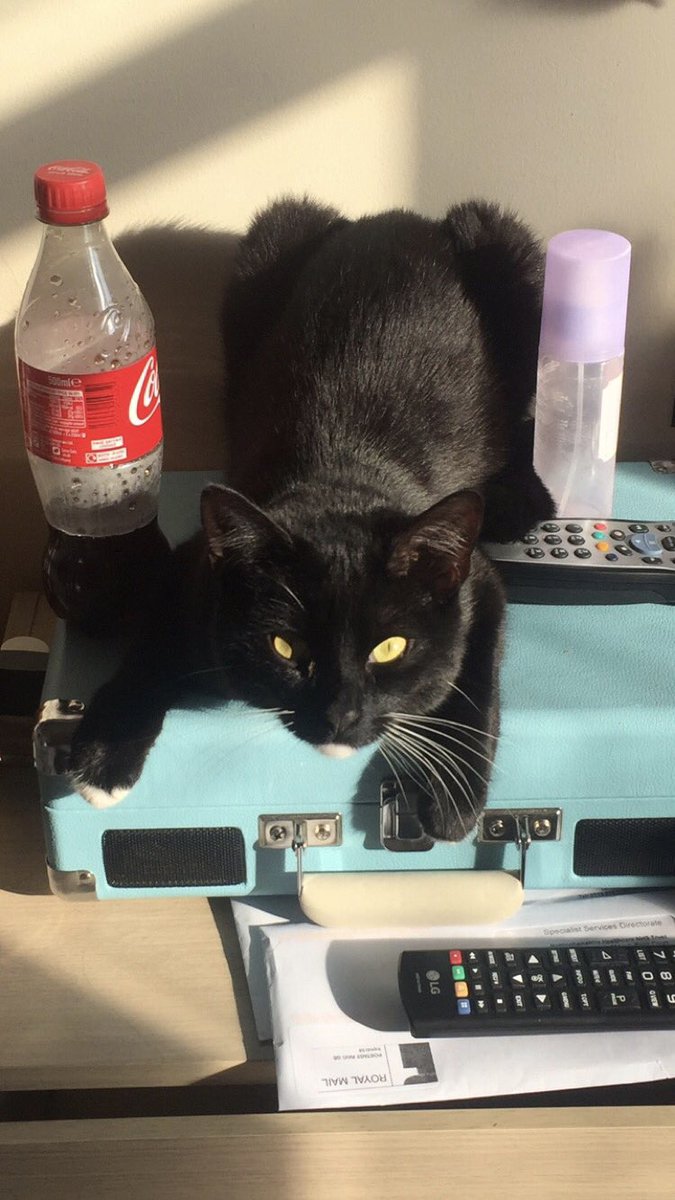 LukeMyBoo's tweet image. I love and miss you both with my whole entire being, I don’t know why you had to be taken away from me so soon but I’m proud to have been able to have you both in my life. No one could ask for more caring and loving cats. My angels Meeko &amp;amp; Blu🐱🖤🐱💙