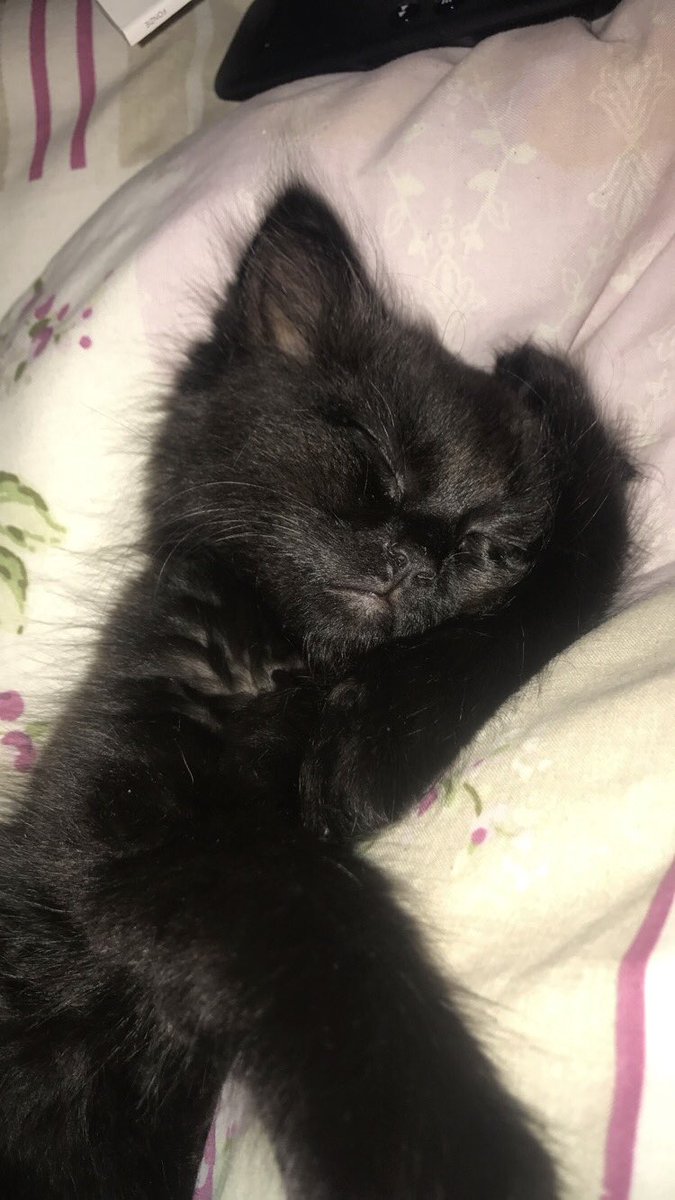 LukeMyBoo's tweet image. I love and miss you both with my whole entire being, I don’t know why you had to be taken away from me so soon but I’m proud to have been able to have you both in my life. No one could ask for more caring and loving cats. My angels Meeko &amp;amp; Blu🐱🖤🐱💙