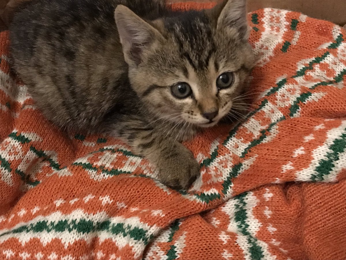 ra68008's tweet photo. 会社に捨て猫いて飼うことにした🐯
名前は蛮頭大虎！！！！！ https://t.co/lcE2qVPho3