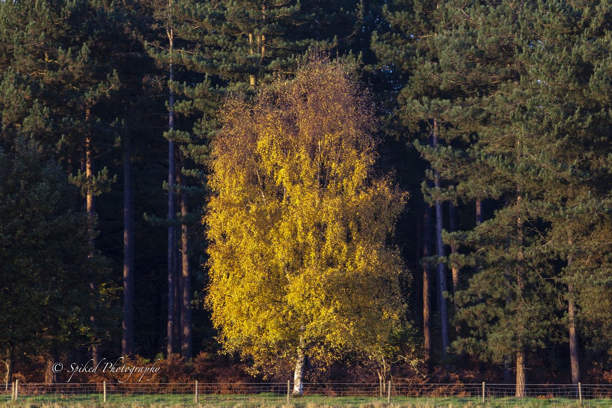 Dawn Shots this morning. Not my usual subjects.