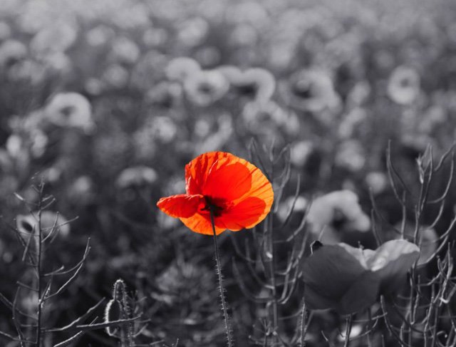 Mount Pleasant Sch tweet media