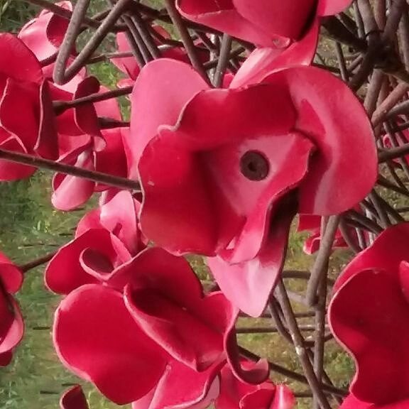 devotioninvites's tweet photo. Lest we forget x https://t.co/zuf0xjO5px https://t.co/6FPGeBJakF