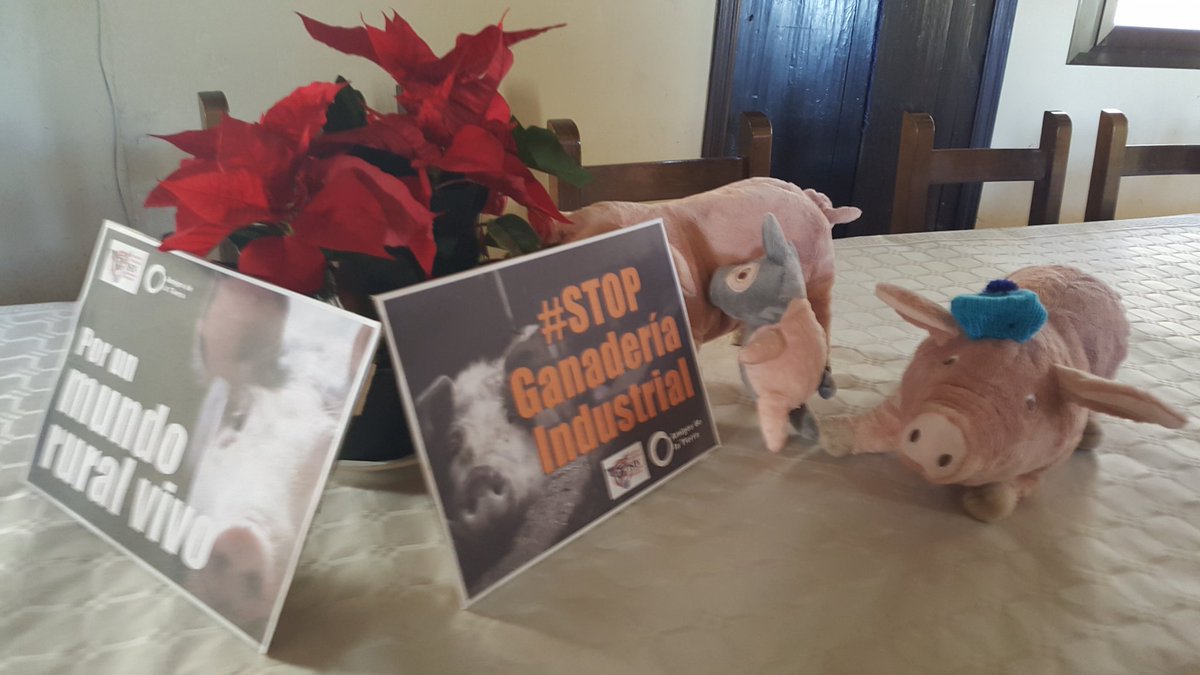 platafloporsin's tweet photo. Hoy en #Chibluco, celebramos que a la #IndustriaPorcina le llega su #SanMartín!!! #STOPGanaderíaIndustrial https://t.co/XRgmAoMYyC